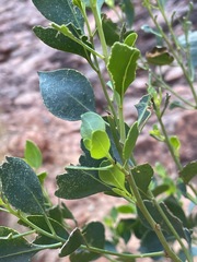Codonocarpus cotinifolius