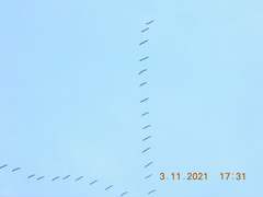 Pelecanus erythrorhynchos