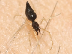 Coleosoma acutiventer