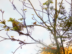 Campylorhynchus