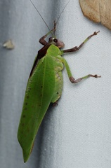 Ephippitytha kuranda