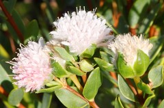 Pimelea lanata
