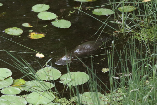Platypus (Ornithorhynchus anatinus)