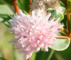 Pimelea lanata