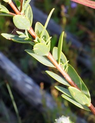 Pimelea lanata