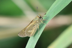 Parnara amalia