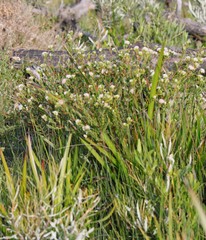 Pimelea lanata
