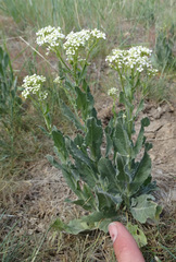 Lepidium appelianum