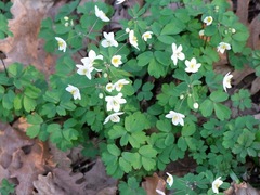 Isopyrum thalictroides
