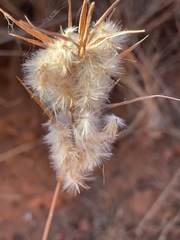 Cymbopogon obtectus