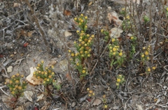Amblyopappus pusillus