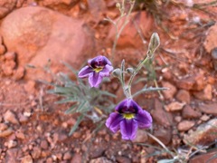 Goodenia vilmoriniae