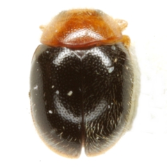 Diomus xanthaspis