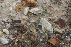 Atriplex coulteri