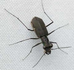 Myriochila semicincta