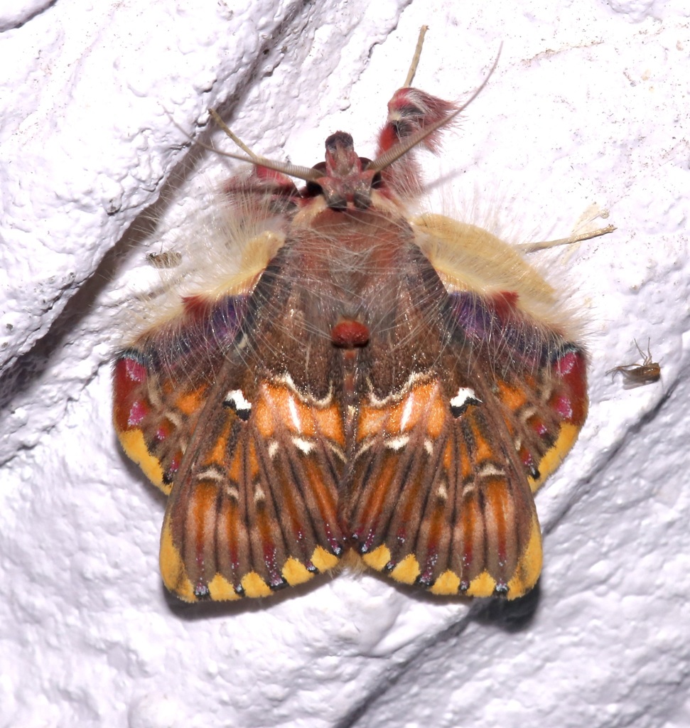 Walker's Moth from Tatamá, CO-RI-PR, CO-RI, CO on December 24, 2021 by ...