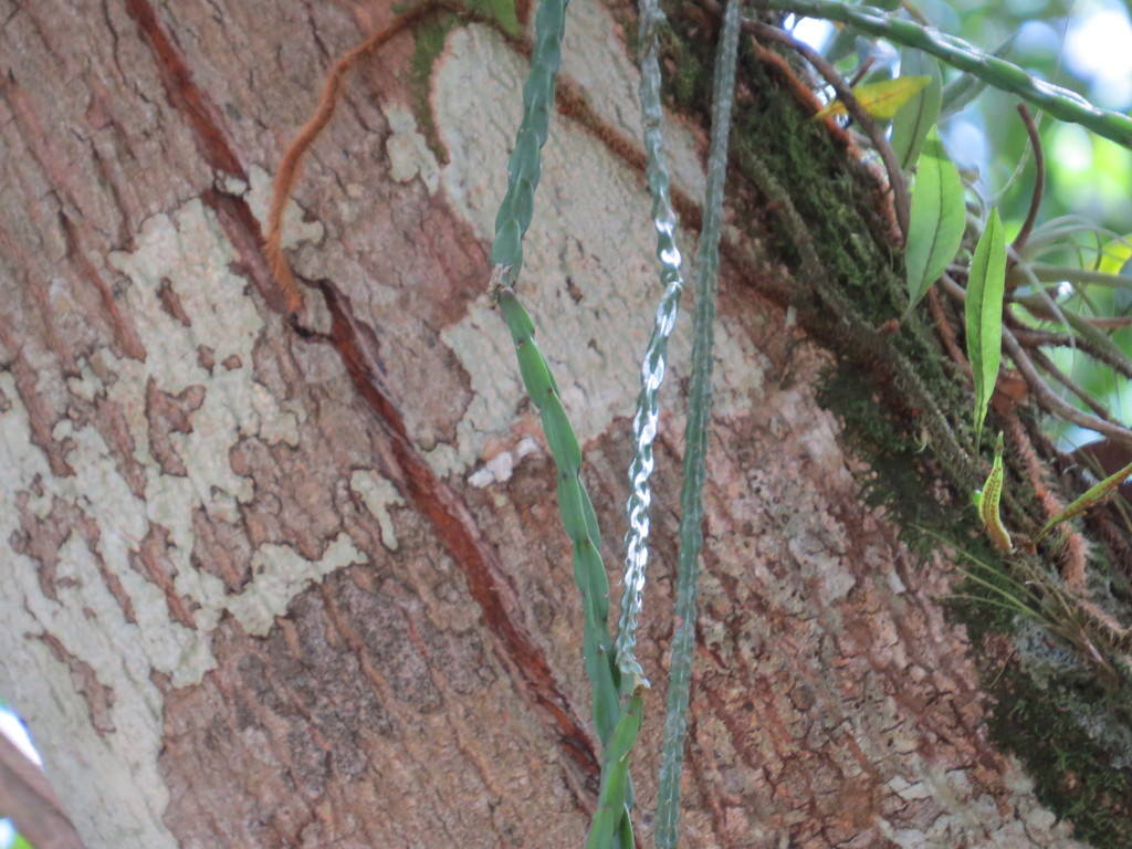 Rhipsalis pacheco-leonis