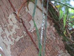 Rhipsalis pacheco-leonis