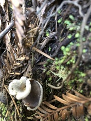 Helvella solitaria