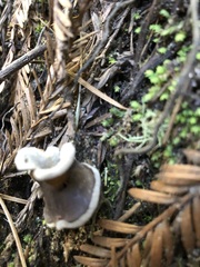 Helvella solitaria