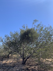 Struthanthus palmeri