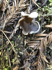 Helvella solitaria