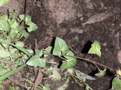 Maurandya antirrhiniflora
