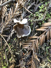 Helvella solitaria