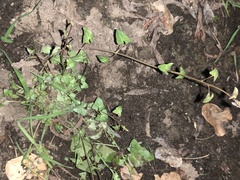 Maurandya antirrhiniflora