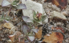 Atriplex coulteri