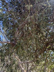 Struthanthus palmeri