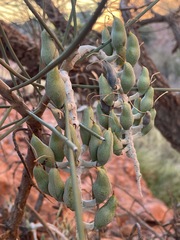 Hakea lorea