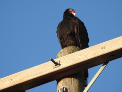 Cathartes aura