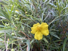 Hibbertia glaberrima