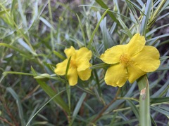 Hibbertia glaberrima