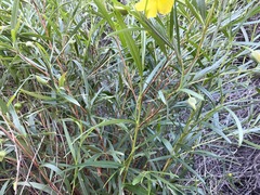 Hibbertia glaberrima