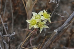 Dudleya multicaulis