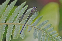 Argia indicatrix