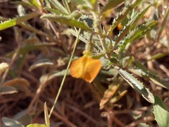 Pigea aurantiaca