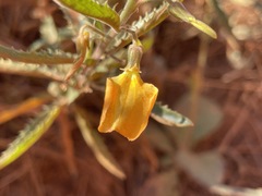 Pigea aurantiaca