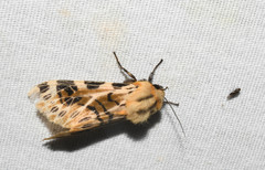 Hypercompe neurophylla