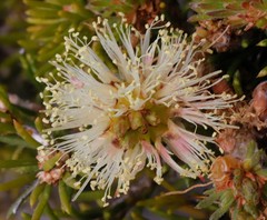 Melaleuca systena