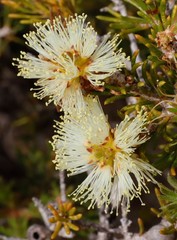 Melaleuca systena