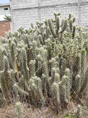 Austrocylindropuntia