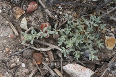 Atriplex coulteri