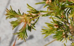 Melaleuca systena