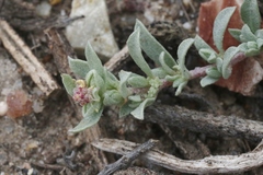 Atriplex coulteri