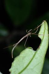 Ariamnes cylindrogaster