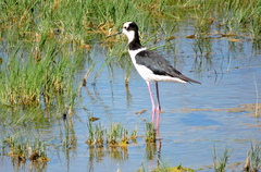Himantopus mexicanus