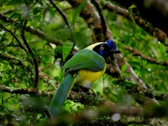 Cyanocorax yncas yncas